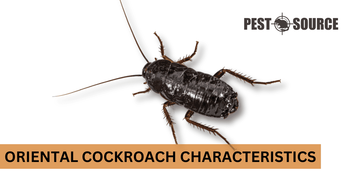 Features of the Oriental Cockroach