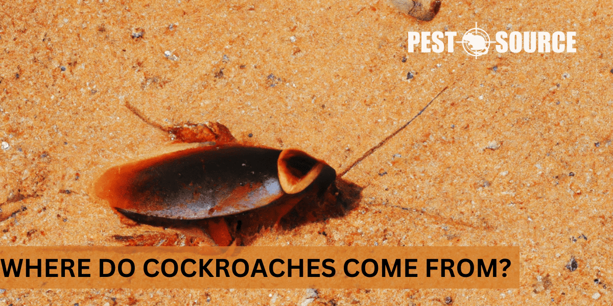 Origin of Cockroaches