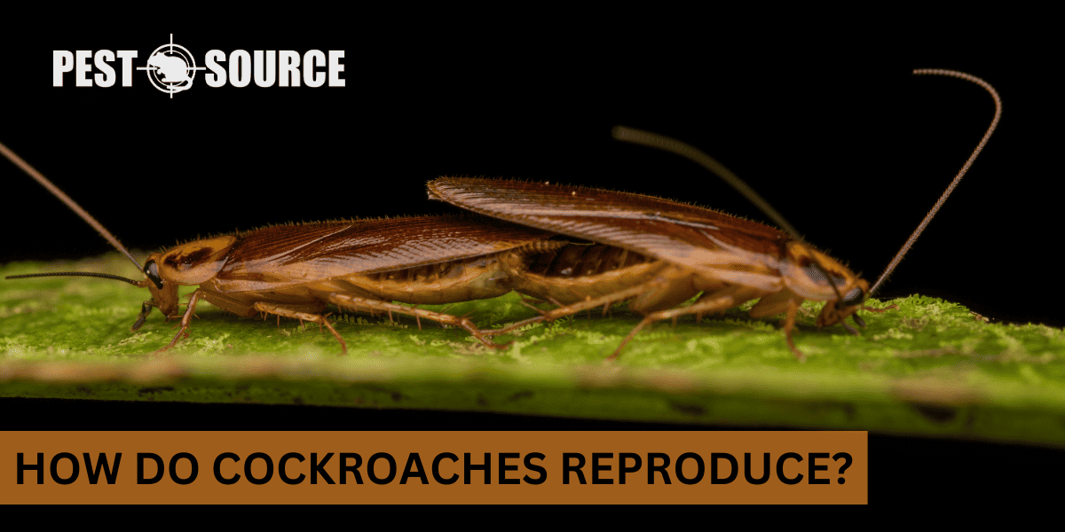 Reproduction Cycle in Cockroaches
