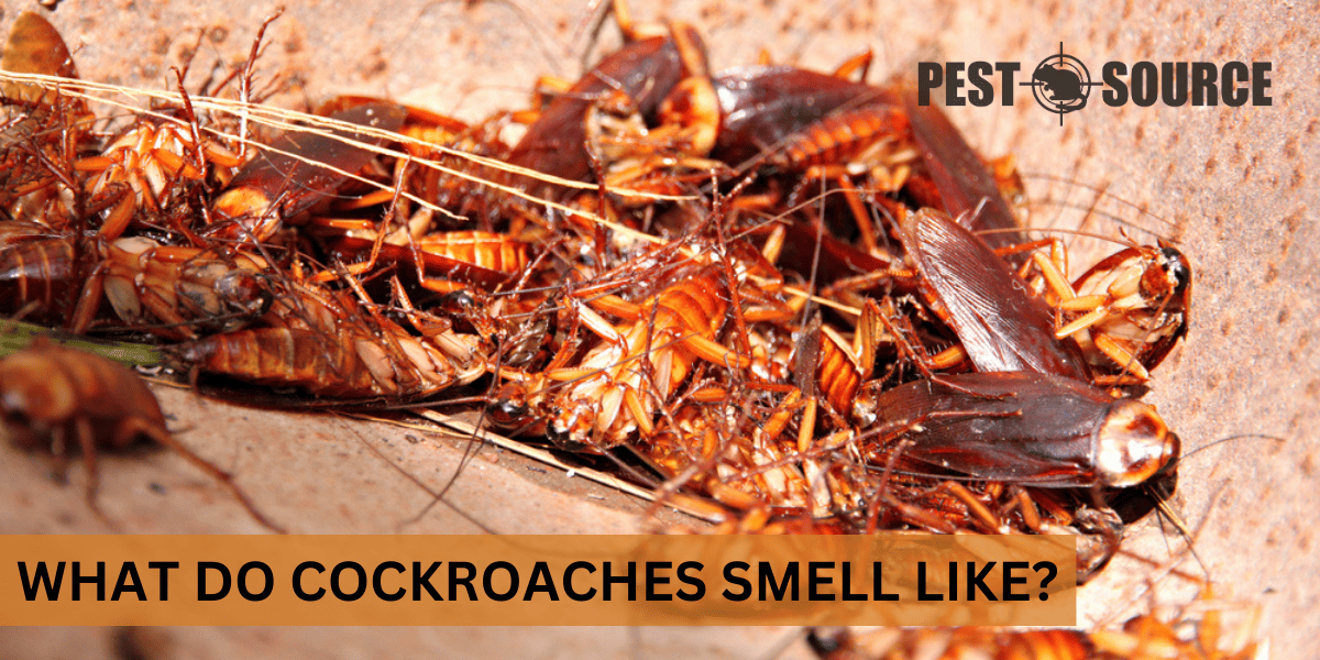 Unique Smell of Cockroaches