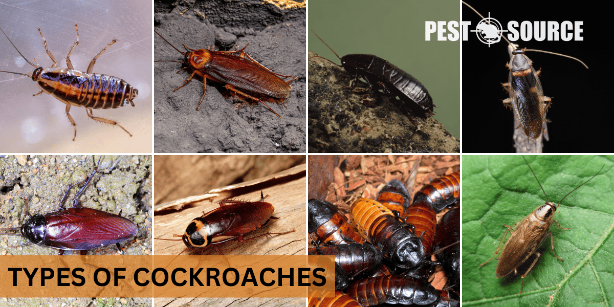 Different Types of Cockroaches