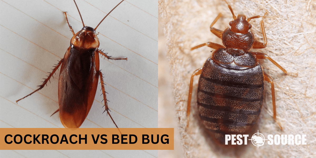 Differences Between Bed Bug and Cockroach