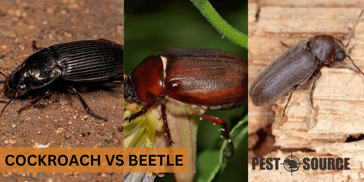 Distinguishing Beetles from Cockroaches