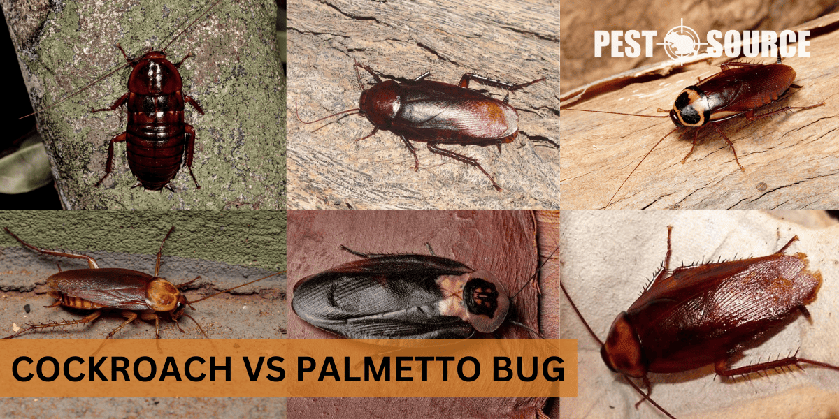 Palmetto Bug Versus Cockroach