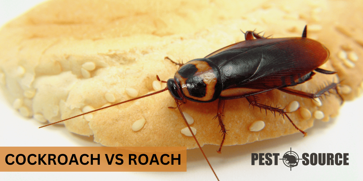 Roach Versus Cockroach Comparison