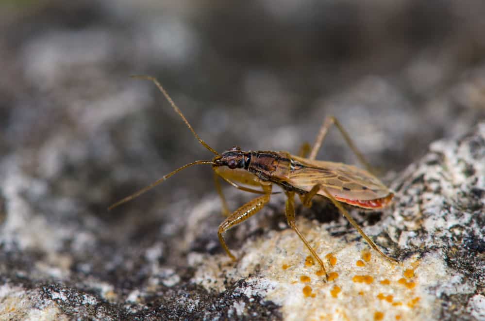 A damsel bug on a rock