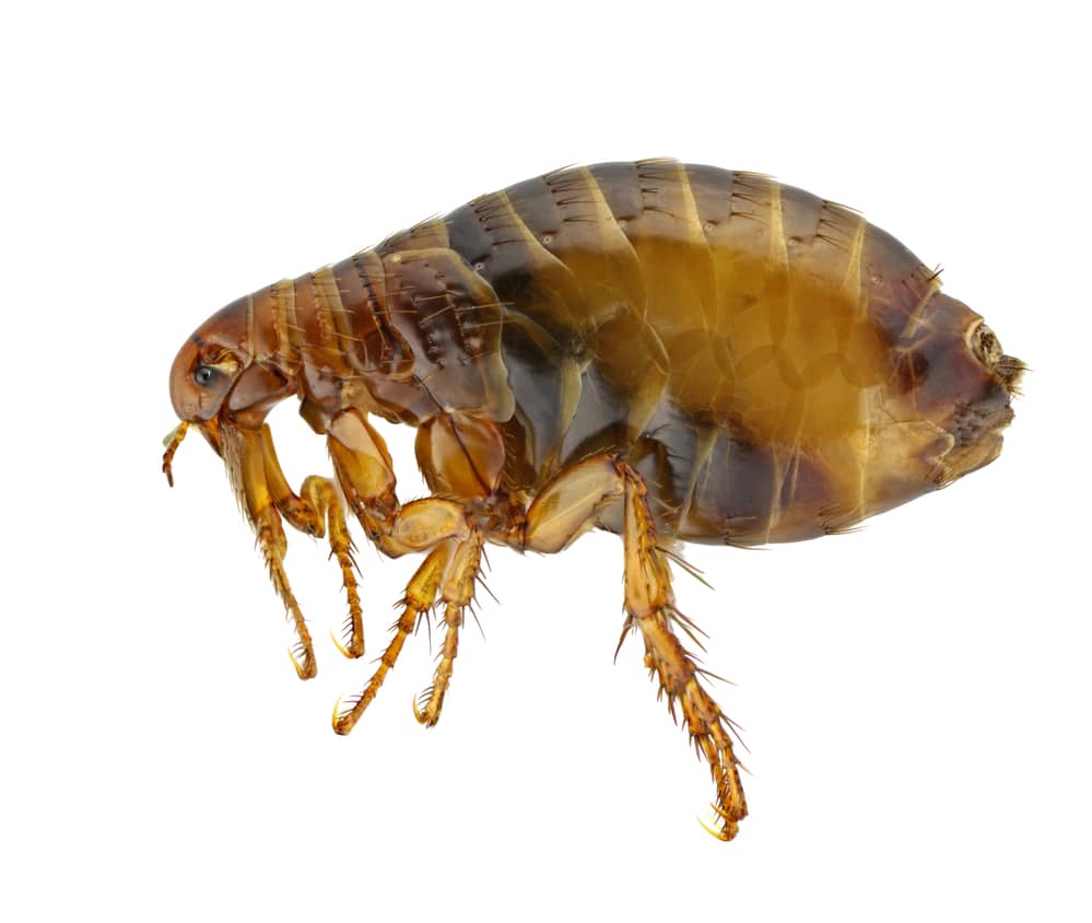 flea appearance on a white background