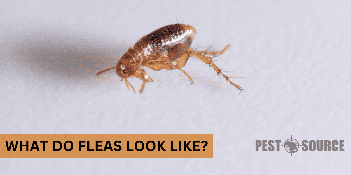 Identifying the Appearance of Fleas