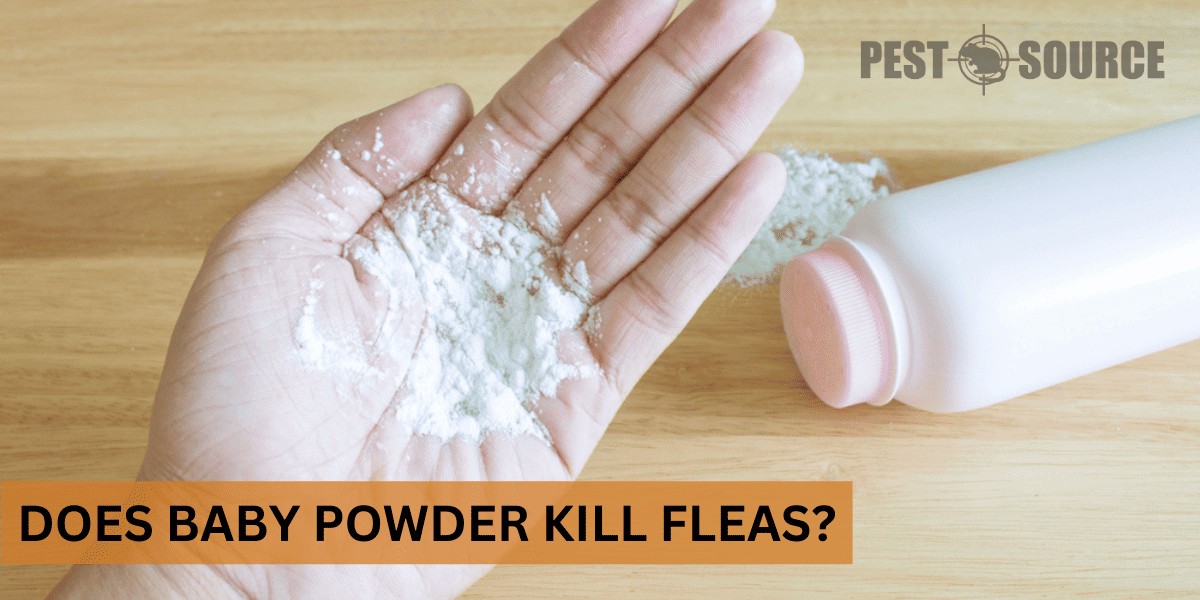 Using Baby Powder on Fleas