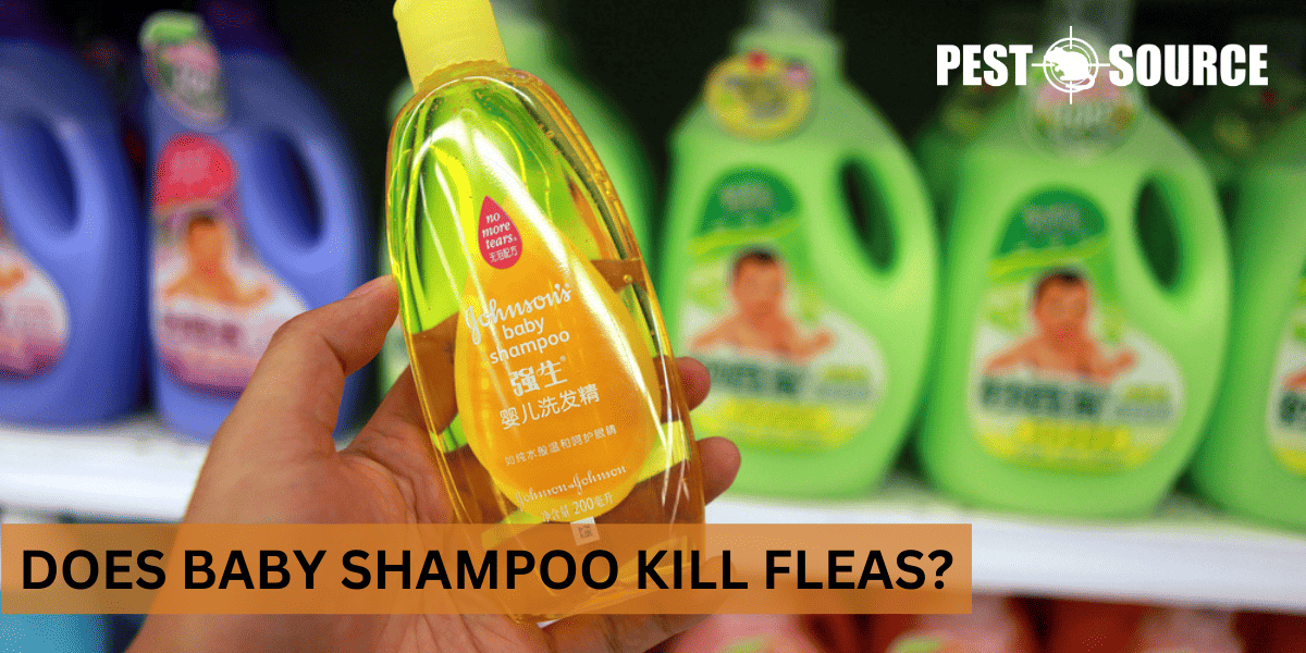 Using Baby Shampoo on Fleas