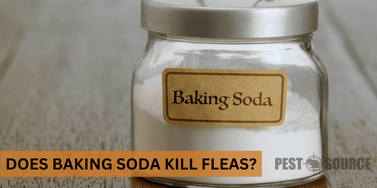 Using Baking Soda on Fleas
