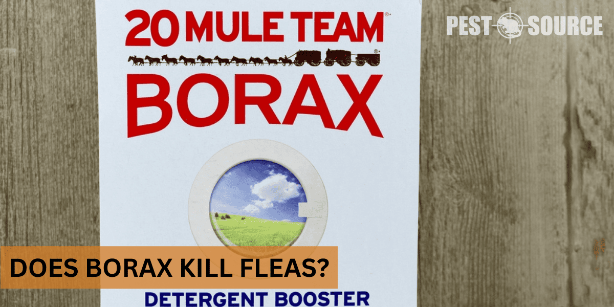 Using Borax on Fleas