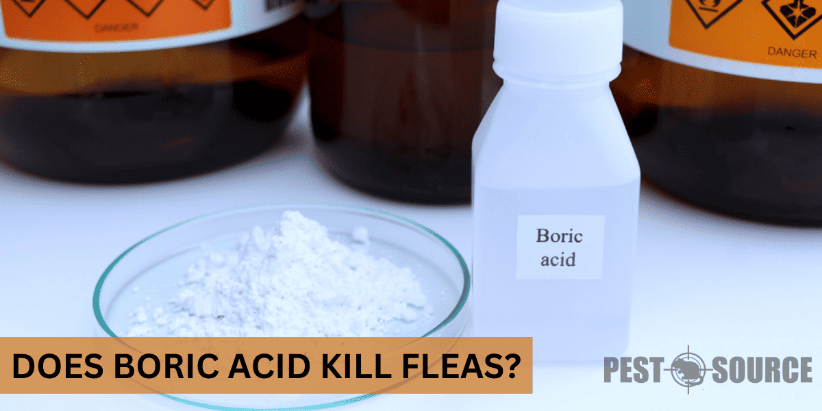 Using Boric Acid on Fleas