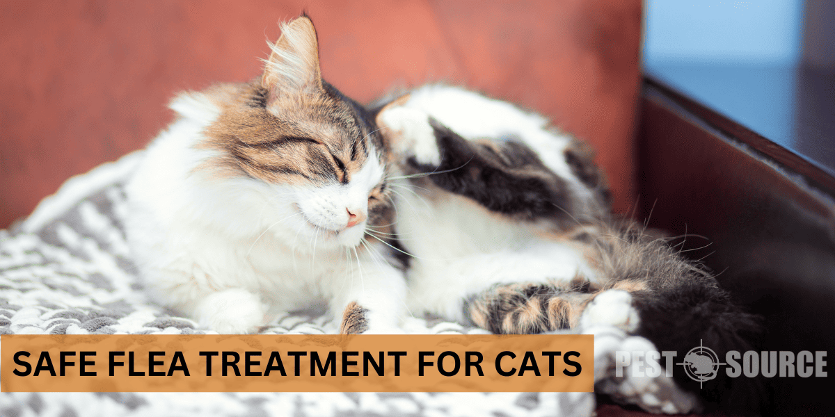 Safe cat treatments for Fleas