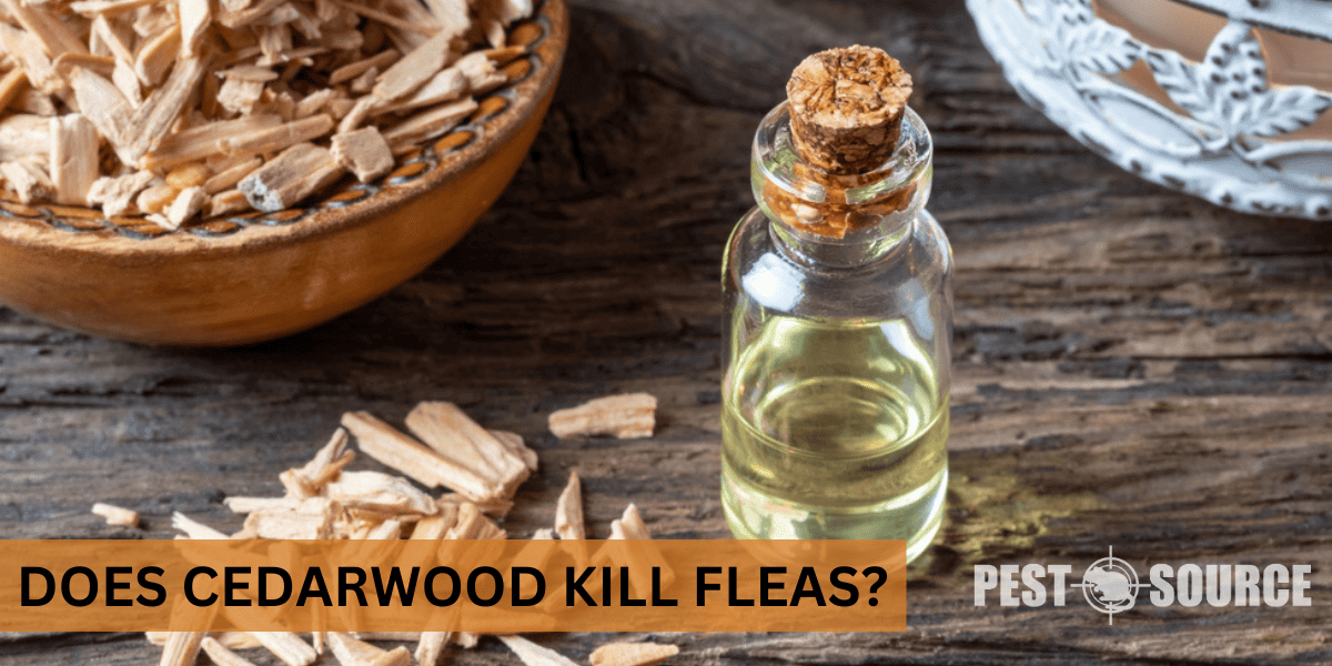 Using Cedarwood Oil on Fleas