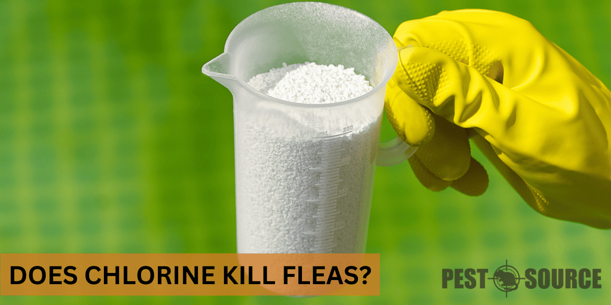Using Chlorine on Fleas
