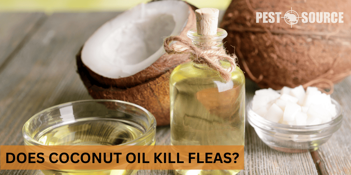 Using Coconut Oil on Fleas