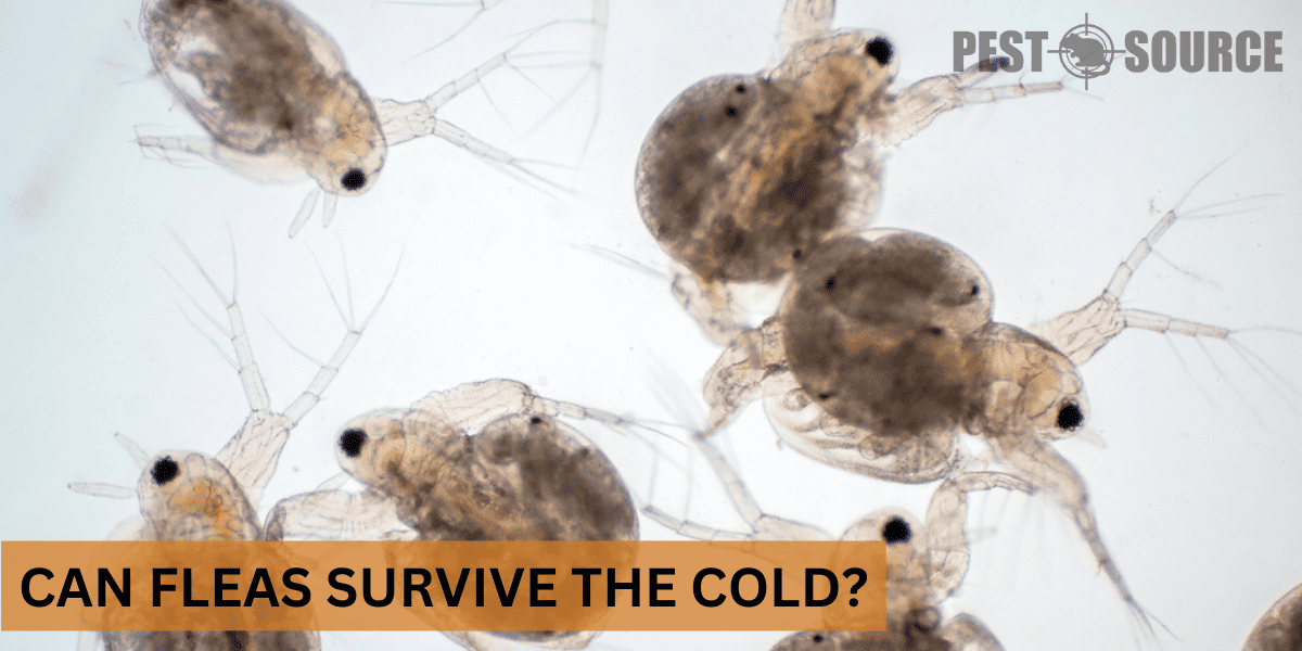 Using Cold on Fleas