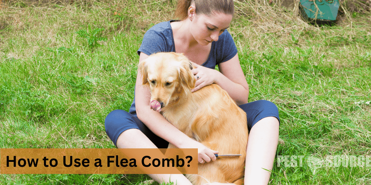 Combs to control Fleas