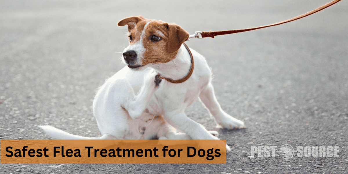 Safe dog treatments for Fleas
