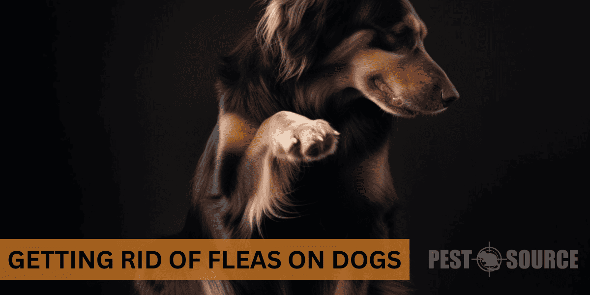Ways to Kill and Remove Dog Fleas