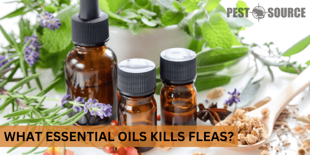 What Essential Oils Kill Fleas? - Pest Source