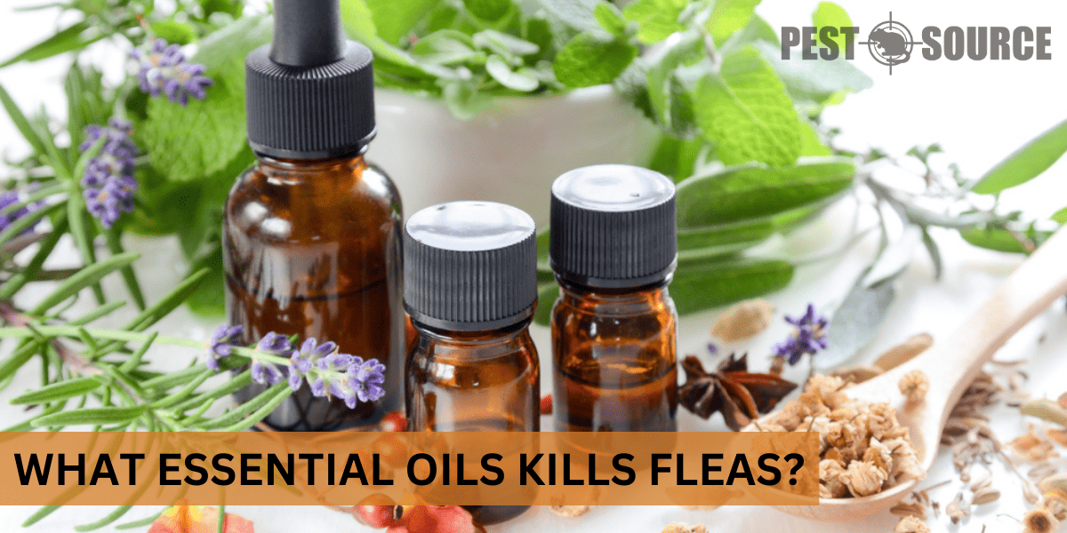 Essential Oils that control fleas