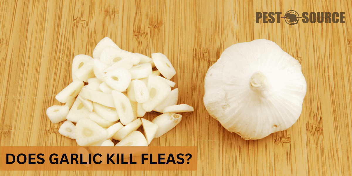 Using Garlic on Fleas