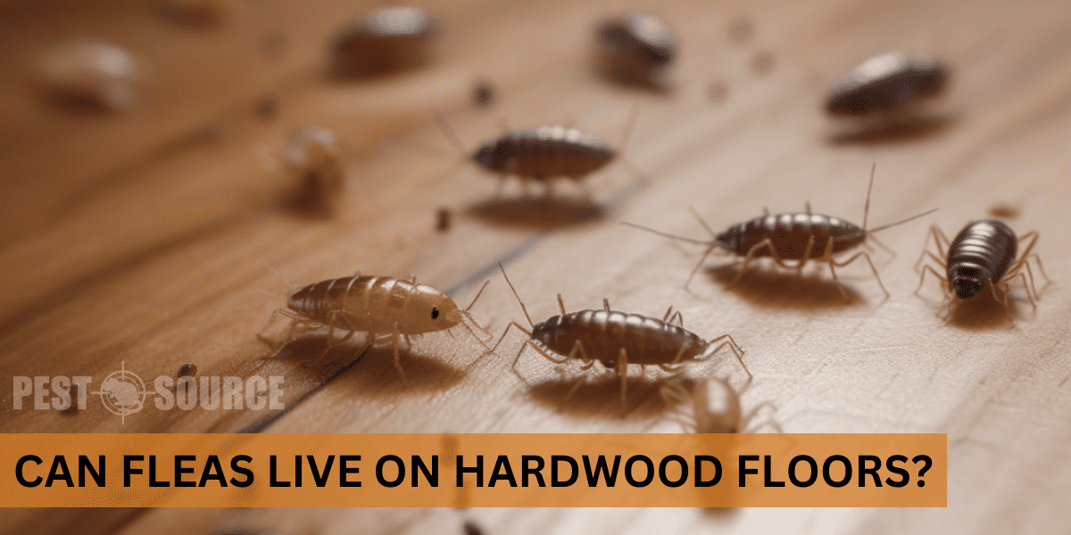 Determining If Hardwood Floors Have Fleas