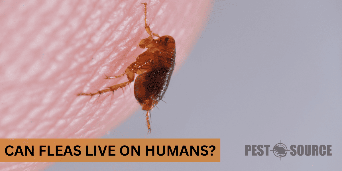 Ways to Tell if Humans Have Fleas