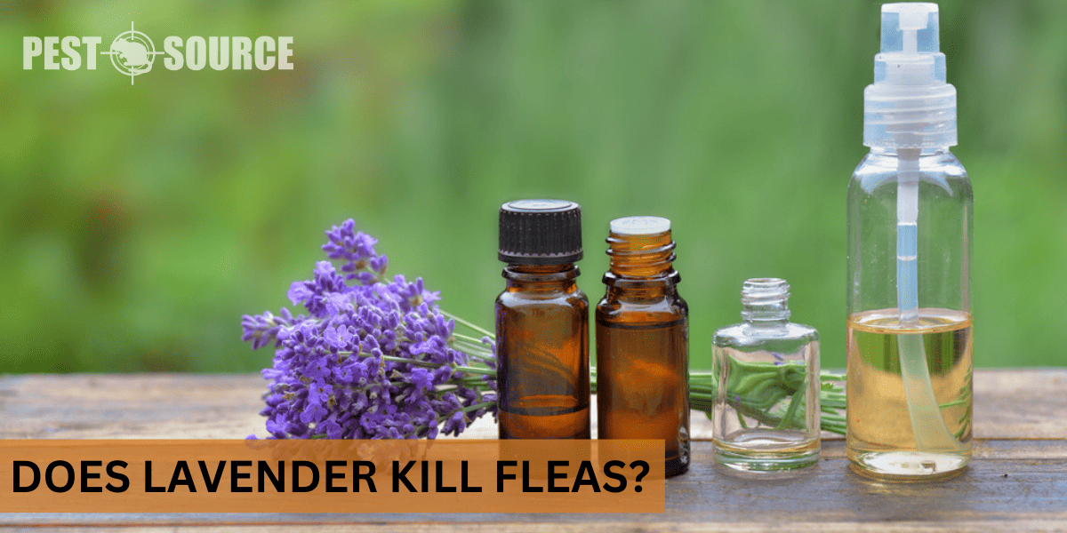 Using Lavender on Fleas