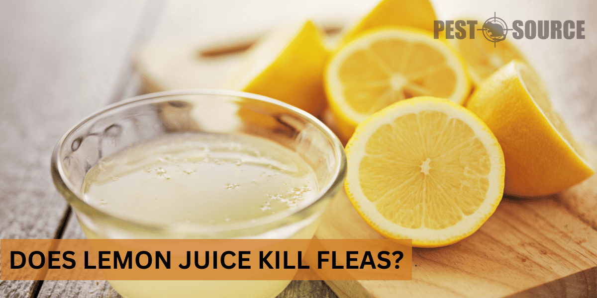 Using Lemon Juice on Fleas