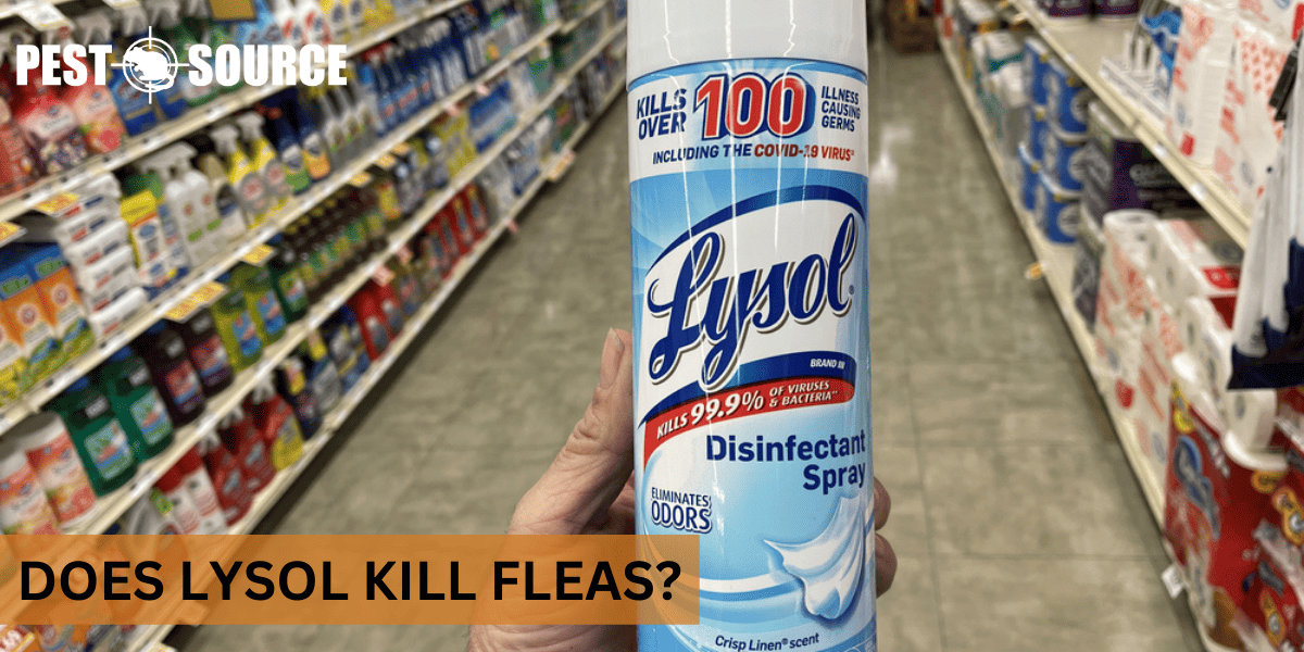 Using Lysol on Fleas