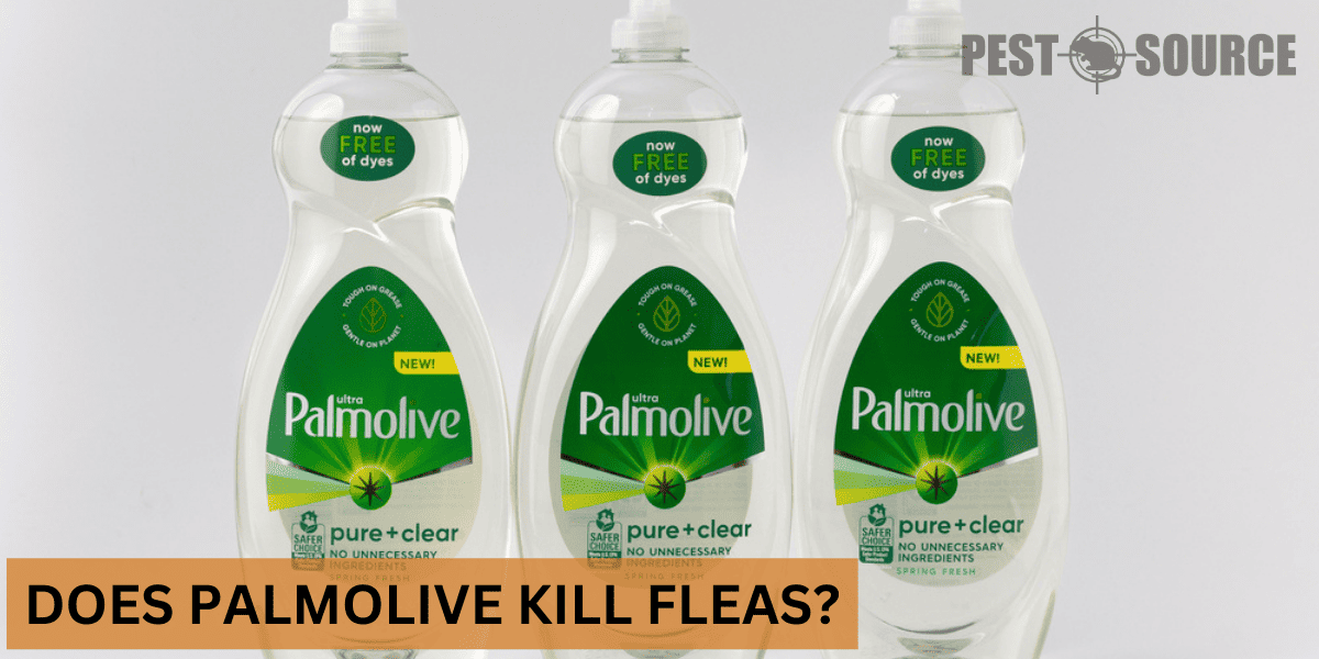 Using Palmolive on Fleas