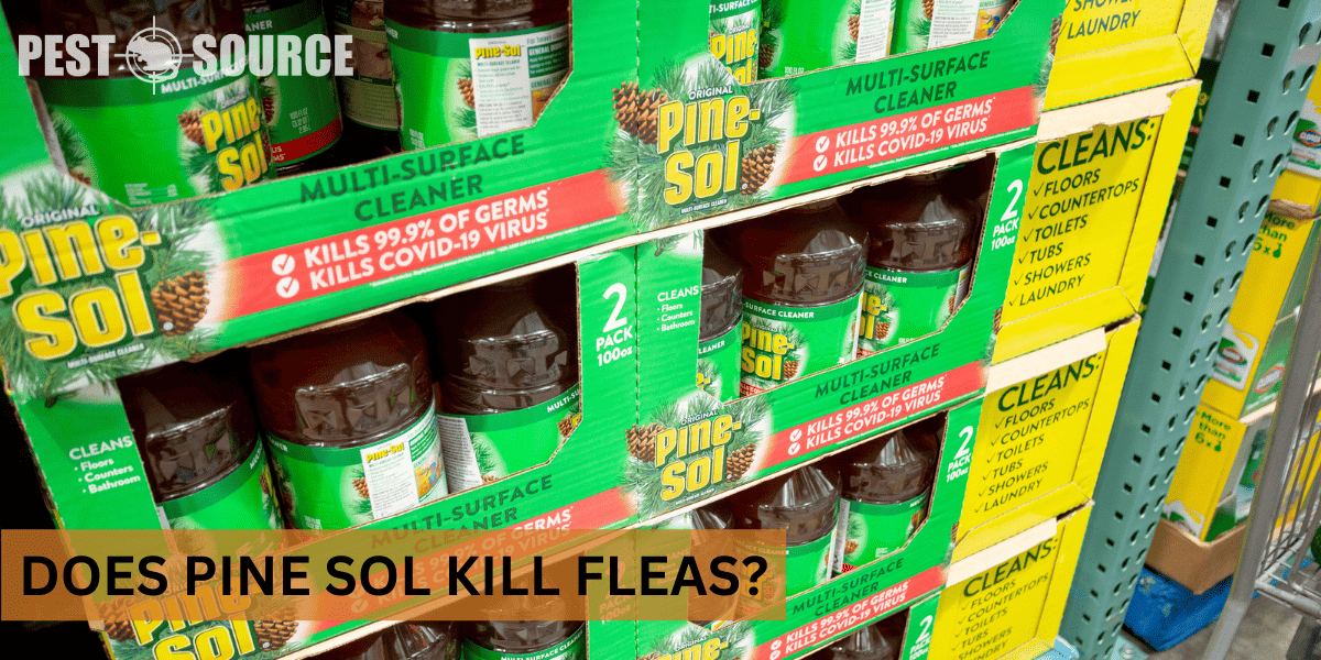 Pine sol and fleas