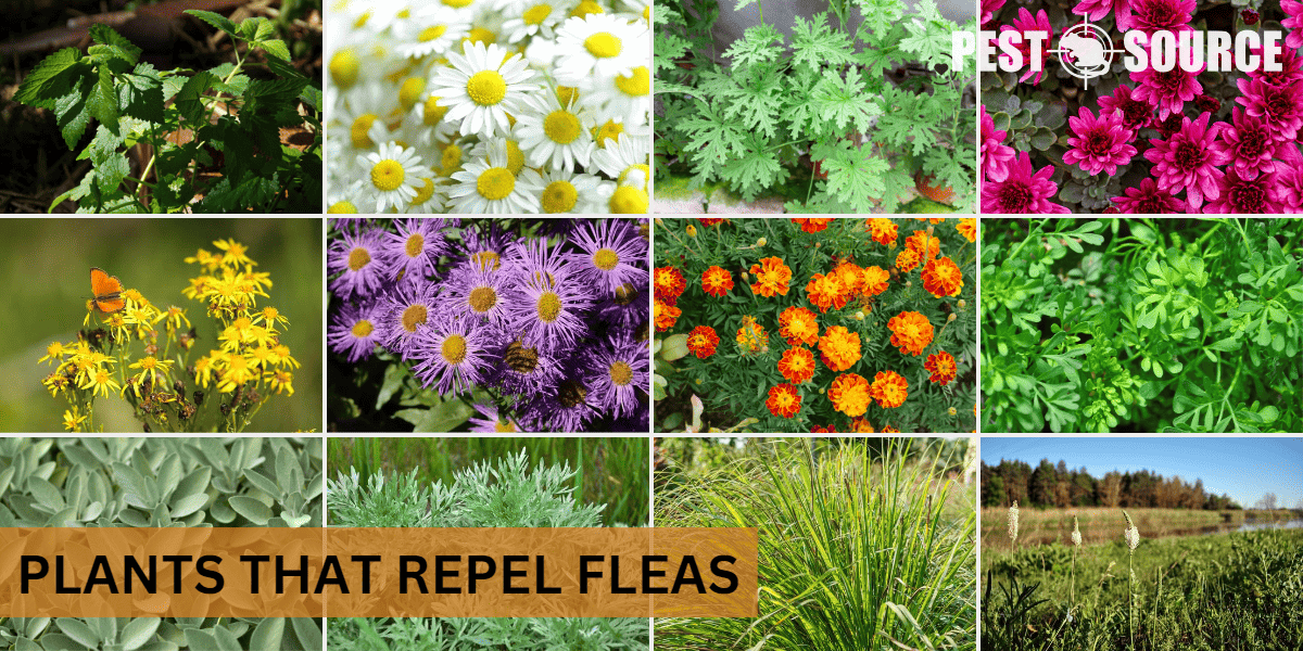 Plants that control fleas