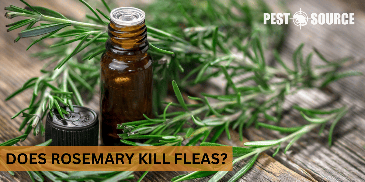 Using Rosemary on Fleas