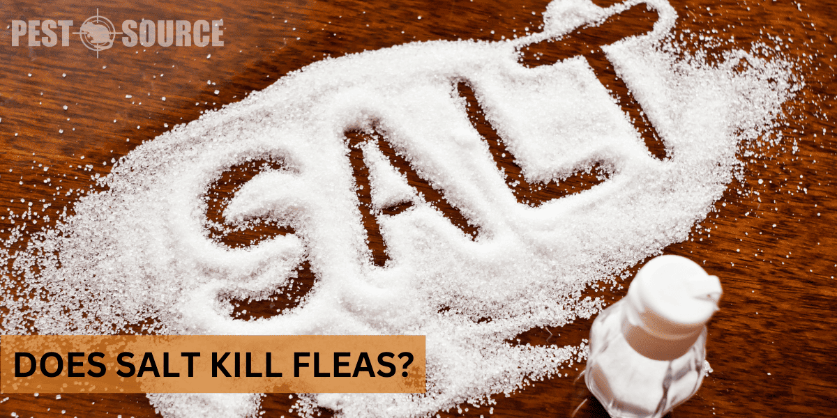 Using Salt on Fleas