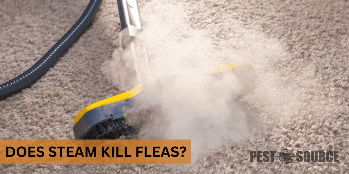 Using Steam on Fleas