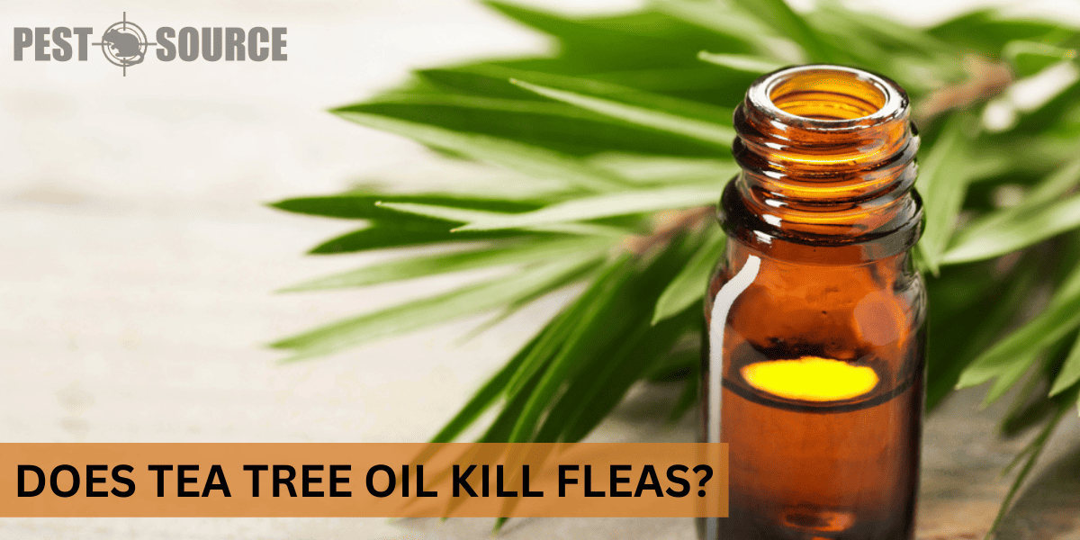 Using Tea Tree Oil on Fleas