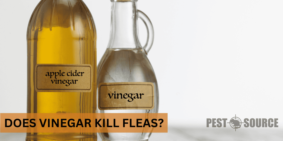 Using Vinegar on Fleas
