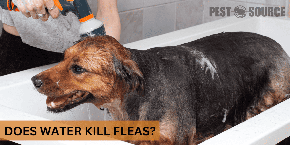 Using Water on Fleas