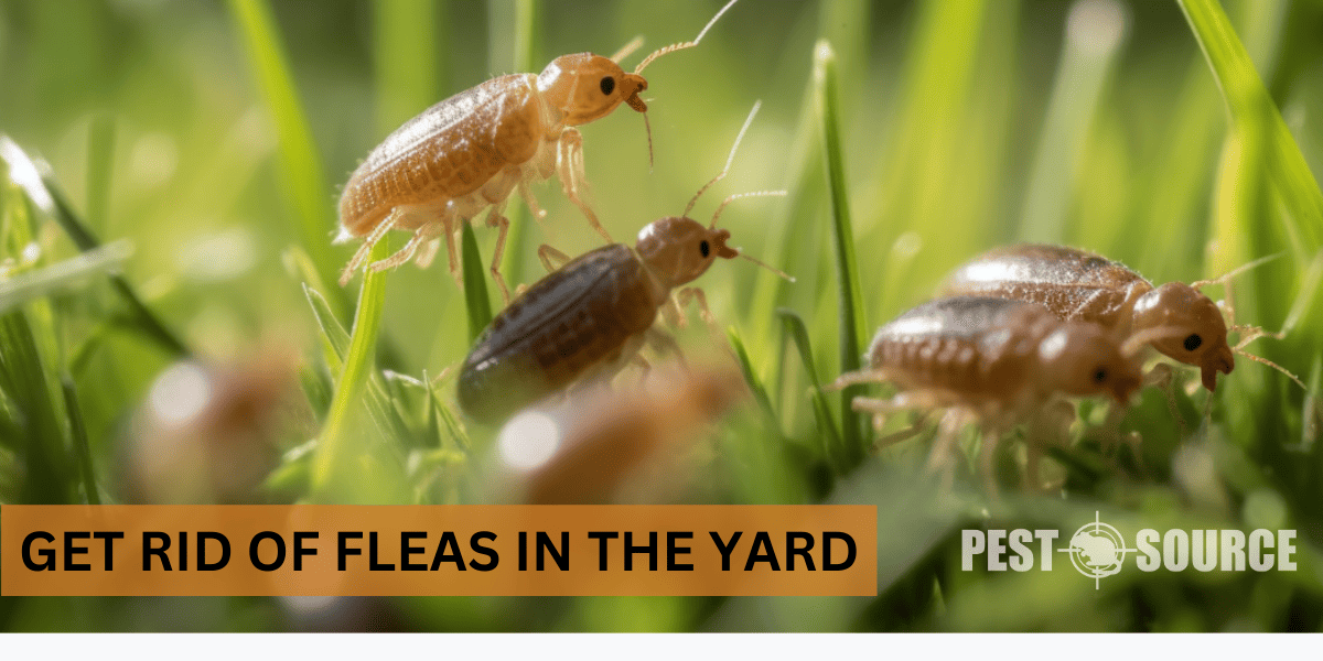 Ways to Treat Yard and Lawn Fleas