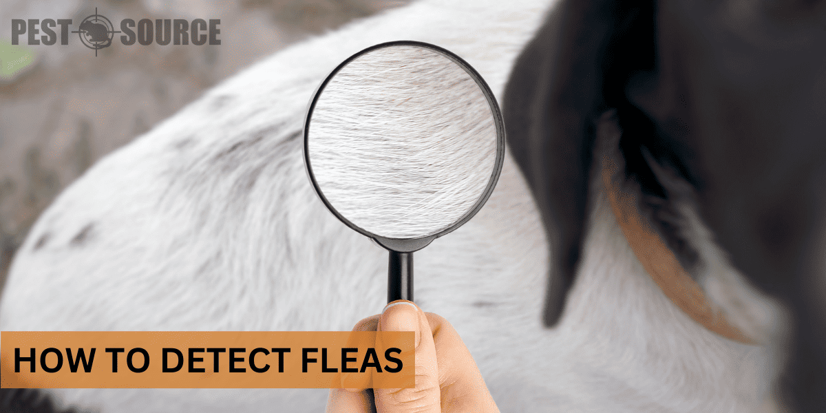Detection of Fleas