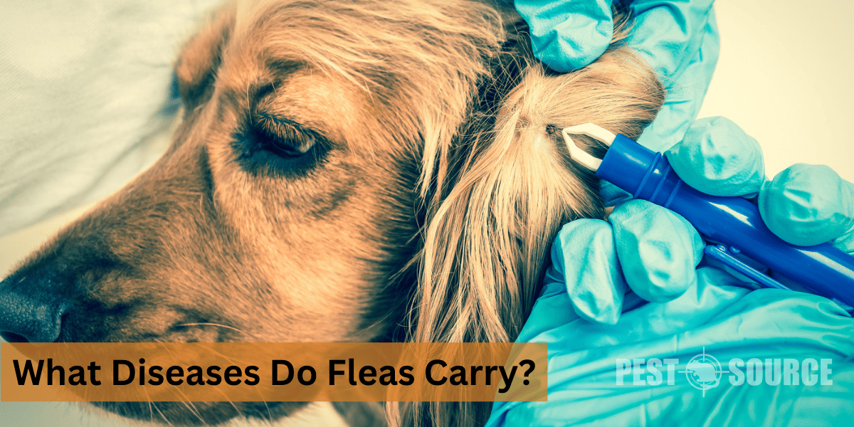 Diseases transmitted by Fleas