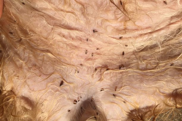 flea infestation on a dog