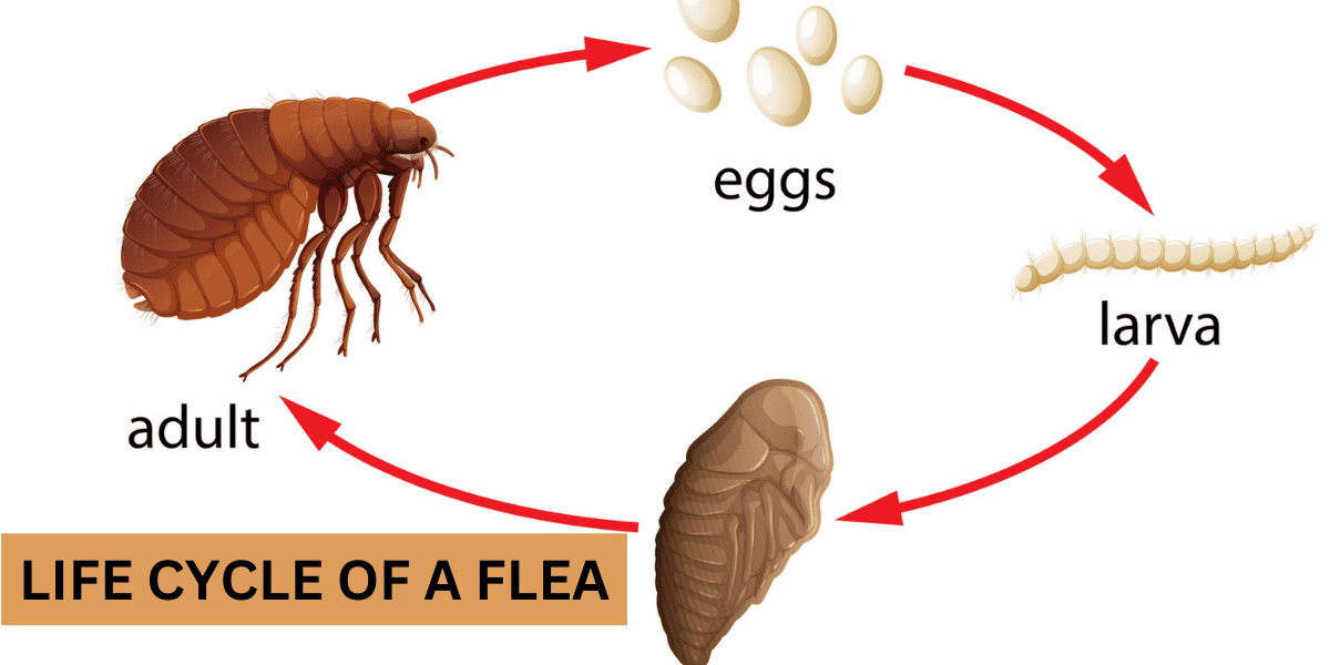 Life cycle of Flea