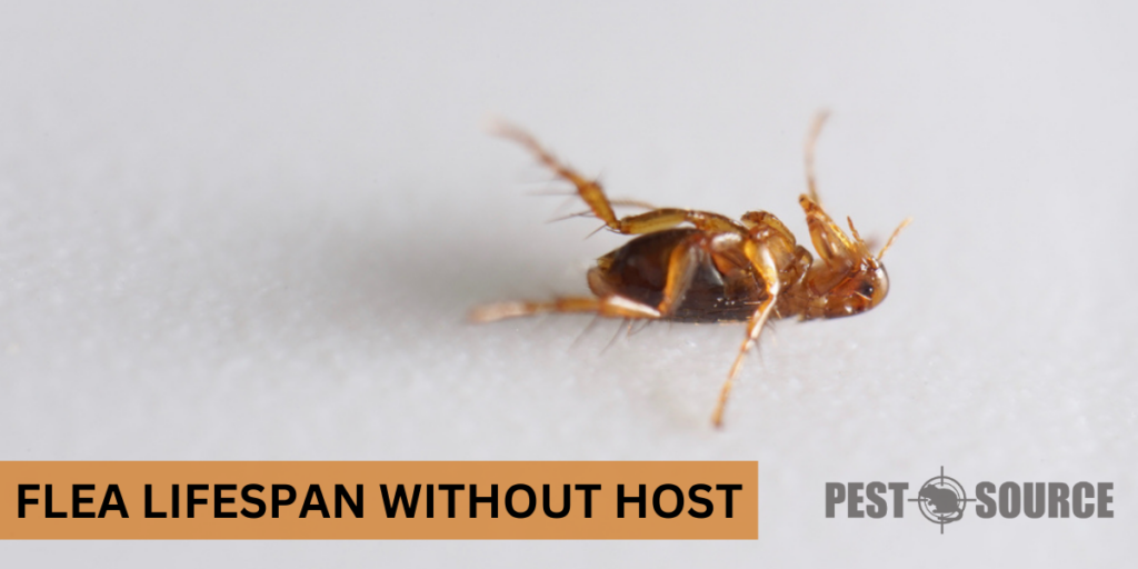 How Long Can Fleas Live Without a Host? Pest Source