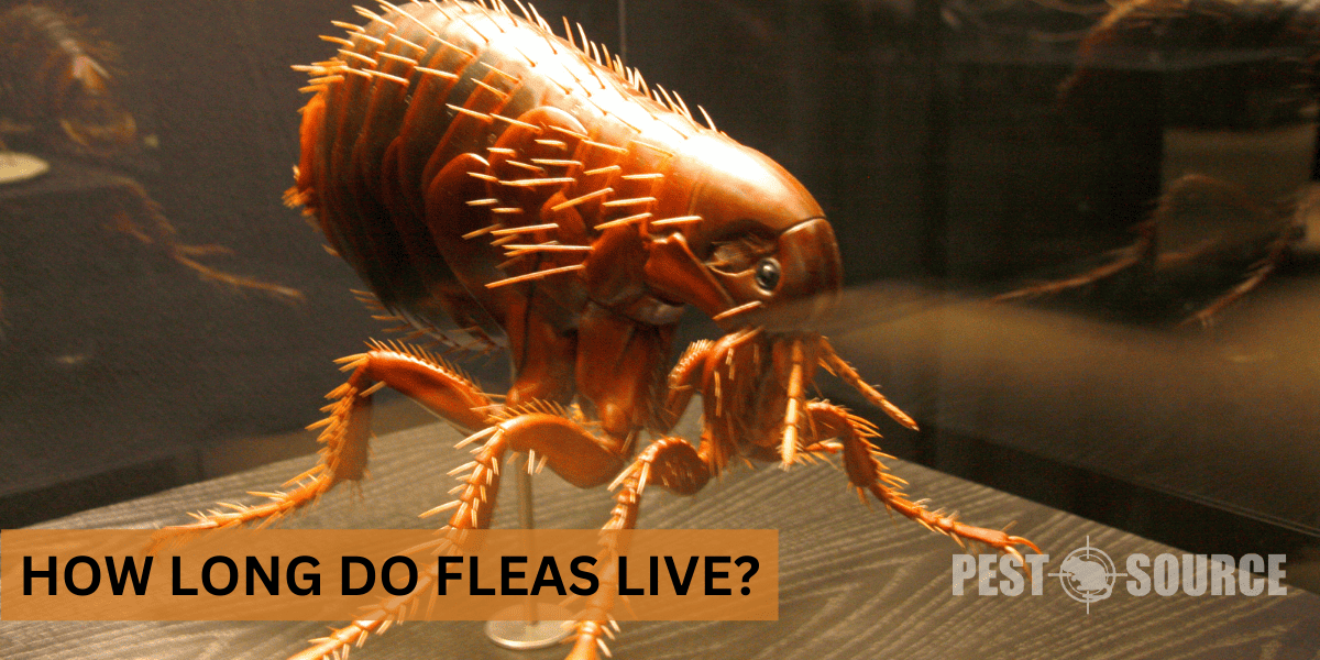 Lifespan of Fleas