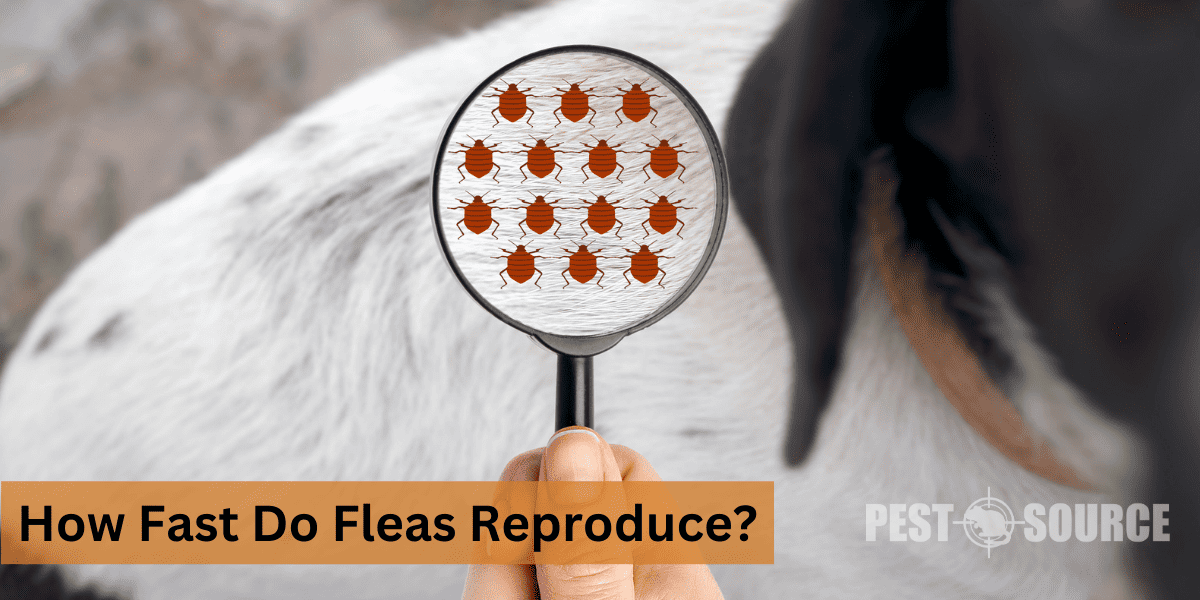 Reproduction of Fleas